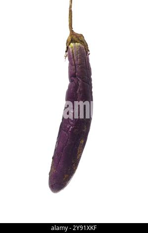 Aubergine pourrie isolé sur fond blanc Banque D'Images