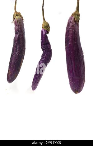 Aubergine pourrie isolé sur fond blanc Banque D'Images