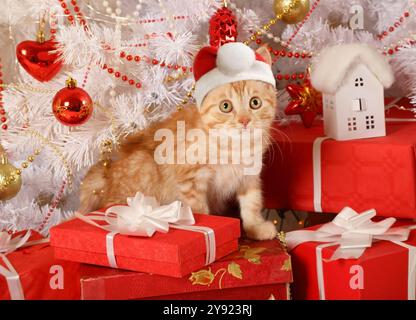 Chaton mignon aux cheveux rouges dans un chapeau de Père Noël est assis sous un arbre de Noël avec des cadeaux Banque D'Images