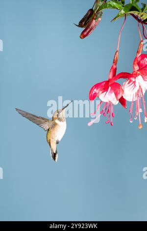 Colibri Selasphorus flammula (volcan) au Costa Rica Banque D'Images