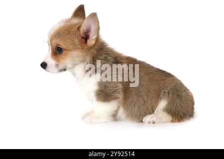 Chiot gallois drôle Corgi Pembroke isolé sur fond blanc Banque D'Images