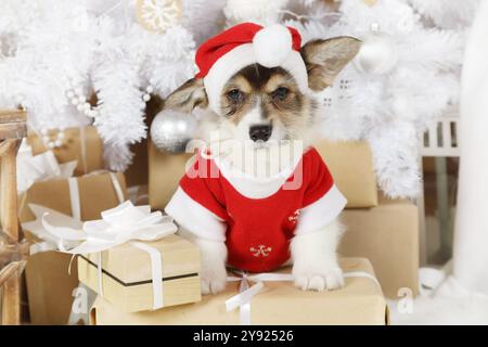 Drôle gallois Corgi Pembroke chiot (six semaines) vêtu d'un costume de Père Noël est assis sous un arbre de Noël Banque D'Images