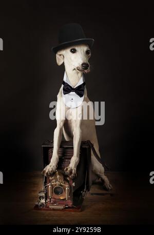 Chien lévrier italien drôle portant un chapeau et un noeud papillon avec un appareil photo vintage assis sur un fond noir Banque D'Images