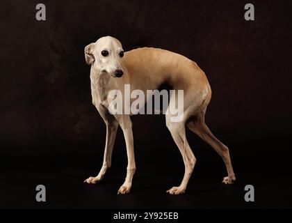 Chien lévrier italien debout sur un fond noir dans un studio Banque D'Images