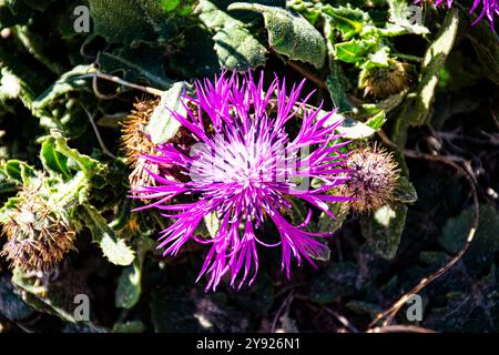 Chrysanthème rose centaura boiss à Bolonia Espagne Banque D'Images