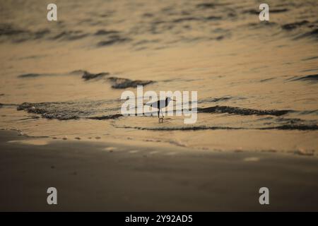 Un oiseau de rivage marchant le long du bord de l'eau au crépuscule, avec une lumière douce du soir reflétant les douces vagues. Banque D'Images