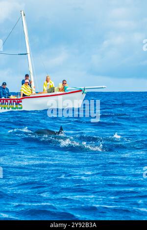 Vue d'un bateau avec des touristes poursuivant un groupe de dauphins lors d'une excursion d'observation des dauphins au large de la côte du nord de l'île Maurice Banque D'Images