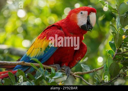 Macaw écarlate aka Ara macao ou Ara arakanga avec de la nourriture en bec étonnant perroquet coloré du Costa Rica Banque D'Images