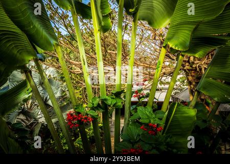 Vue des Geckos du jour géant de Madagascar (Phelsuma grandis) et des Geckos du jour à queue bleue (Phelsuma cepediana) grimpant un palmier tropical à Maurice Banque D'Images