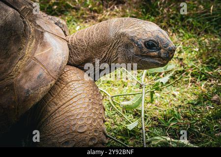 Belle vue rapprochée d'une tortue géante d'Aldabra (Aldabrachelys gigantea) dans la réserve forestière et faunique de la Vallée de Ferney, Maurice Banque D'Images