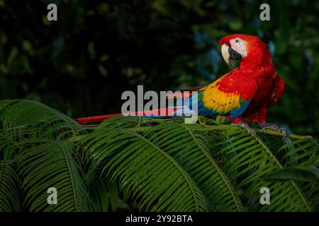 Portrait de Scarlet Macaw aka Ara macao ou Ara arakanga sur les feuilles de palmier. Ara colorée du Costa Rica, sauvage. Banque D'Images