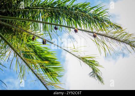 Vue imprenable sur le Fox volant mauricien suspendu dans un palmier dans un parc au centre-ville de Port Louis, la capitale de l'île Maurice Banque D'Images