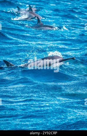 Belle vue d'un dauphin fileur (Stenella longirostris) brisant la surface et sautant hors de l'eau au large de la côte de l'île Maurice Banque D'Images