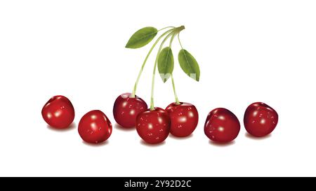 Cerises fraîchement récoltées avec Vector Design Illustration de Vecteur