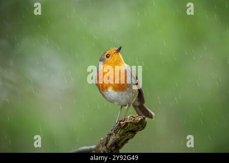 Vue de face d'un oiseau robin perché à l'extrémité d'une branche regardant vers le haut dans la pluie avec un fond vert flou. Banque D'Images