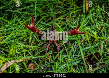 Exposition agressive par l'écrevisse des marais rouges (Procambarus clarkia), la Mouline, Plan d'eau du Roc percé, France. Banque D'Images