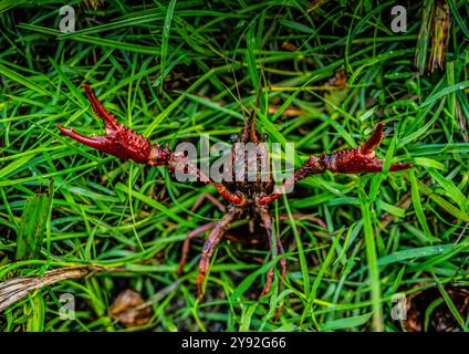 Exposition agressive par l'écrevisse des marais rouges (Procambarus clarkia), la Mouline, Plan d'eau du Roc percé, France. Banque D'Images