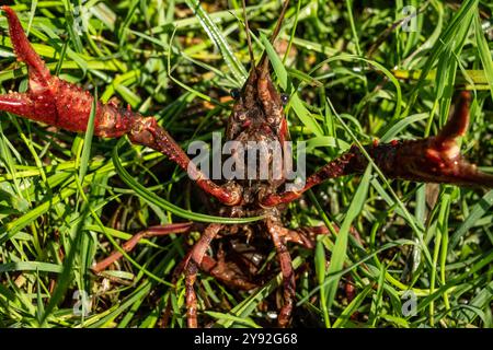 Exposition agressive par l'écrevisse des marais rouges (Procambarus clarkia), la Mouline, Plan d'eau du Roc percé, France. Banque D'Images