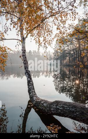 Bouleau incliné au-dessus de l'eau. Matin sur le lac forestier dans les rayons du soleil du matin. Banque D'Images