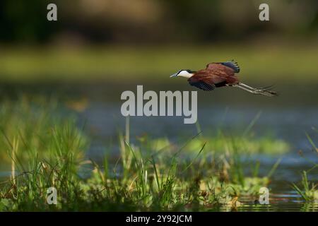 Jacana africaine (Actophilornis africanus) volant à basse altitude au-dessus de la végétation dans une lagune du parc national de South Luangwa, Zambie Banque D'Images