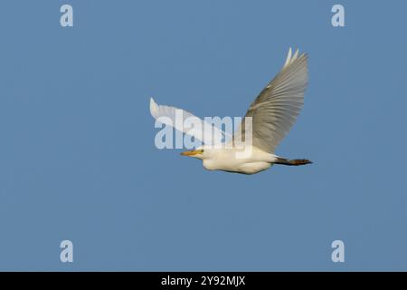 WESTERN Cattle Egret en vol, Drayton, Oxfordshire, Royaume-Uni Banque D'Images