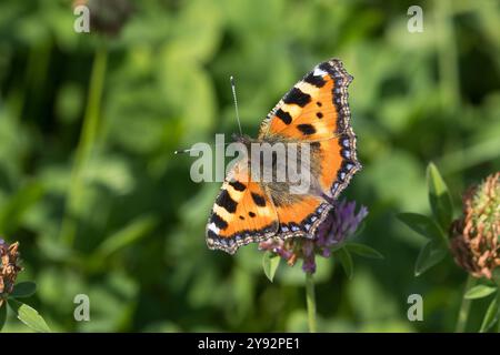 Kleiner Fuchs, Blütenbesuch an Rotklee, Klee, Aglais urticae, Nymphalis urticae, petit écaille de tortue, la petite tortue, Vanesse de l'Ortie Banque D'Images