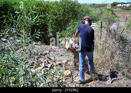 Homme utilisant une tronçonneuse pour enlever une souche d'arbre dans son jardin Banque D'Images