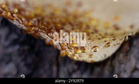 Des gouttelettes pendent de la face inférieure du champignon de support shaggy Banque D'Images