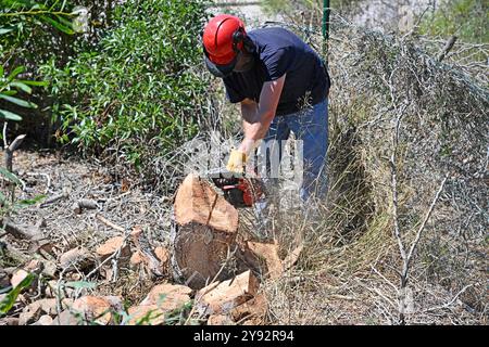 Homme utilisant une tronçonneuse pour enlever une souche d'arbre dans son jardin Banque D'Images