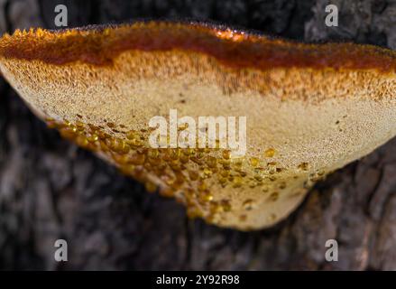 Des gouttelettes pendent de la face inférieure du champignon de support shaggy Banque D'Images