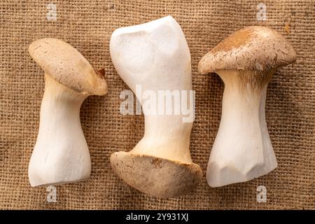 Champignon d'huîtres King parfumé frais sur toile de jute, macro, vue de dessus. Banque D'Images