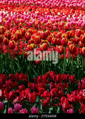 Tulipes rouges et roses disposées en rangées Banque D'Images