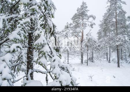 Forêt d'hiver avec des branches d'épinette enneigées dans une forêt Banque D'Images