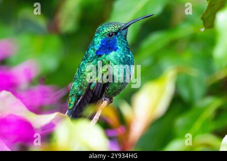 Colibri thalassinus cabanidis (Colibri thalassinus cabanidis) à oreille violette verte au repos au Costa Rica Banque D'Images