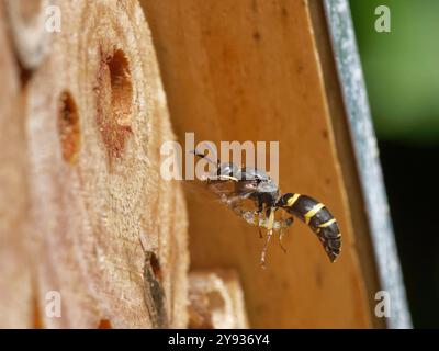 Guêpe Mason / guêpe potier (Ancistrocerus sp.) Voler jusqu'à son trou de nid dans un hôtel d'insectes avec une chenille pour nourrir ses larves, jardin du Wiltshire, Banque D'Images