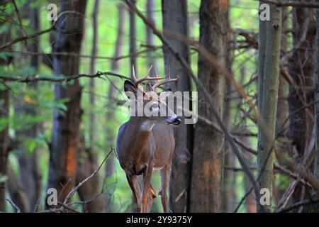 Un cerf à queue blanche avec 8 bois pointus dans une forêt verdoyante Banque D'Images