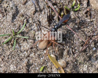 La guêpe araignée (Cryptocheilus notatus), la plus grande guêpe de chasse aux araignées du Royaume-Uni, traînant une grande araignée sac (Clubiona sp.) à sa bavure de nid Banque D'Images