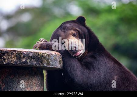 Un ours soleil endormi. Il s'agit d'une espèce présente dans les habitats forestiers tropicaux de l'Asie du Sud-est. Sa fourrure est généralement noir de jais, courte et élégante Banque D'Images