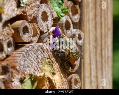 Abeille coupe-feuilles sur bois (Megachile ligniseca) scelle son terrier de nid dans un hôtel d'insectes avec un pétale de rose pourpre qu'elle a coupé, Wiltshire, Royaume-Uni. Banque D'Images