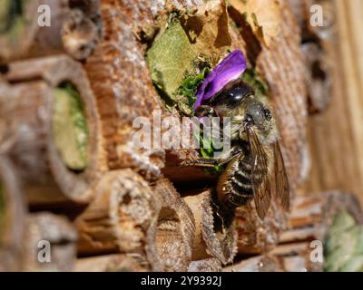 Abeille coupe-feuilles sur bois (Megachile ligniseca) scelle son terrier de nid dans un hôtel d'insectes avec un pétale de rose pourpre qu'elle a coupé, Wiltshire, Royaume-Uni. Banque D'Images