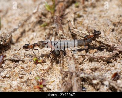 Trois travailleurs de Wood fourmis (Formica rufa) traînant une chenille vers leur nid dans les landes sablonneuses, Dorset, Royaume-Uni, juin. Banque D'Images