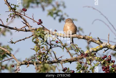 Linnet femelle (Linaria cannabina) sur aubépine en automne, avec des baies Banque D'Images