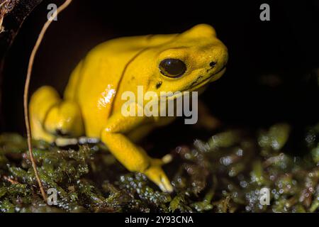 The golden poison frog - Phyllobates terribilis - Yellow Stock Photo