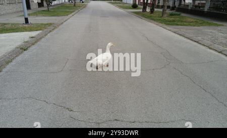 drôle de traversée d'oie sur une route de campagne. Oie - une couche traverse la route. L'oiseau est blanc. Oies domestiques élevées en liberté. Animaux de ferme dans un s urbain Banque D'Images