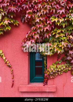 Feuilles d'automne sur vibrant mur de corail. Une scène pittoresque de riches feuilles rouges d'automne entrecoupées de petites baies, encadrant gracieusement une fenêtre sarcelle. Banque D'Images