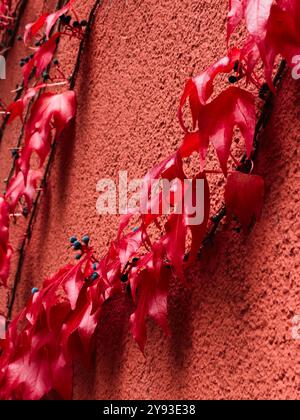 Feuilles d'automne rouges avec des baies bleues sur le mur texturé. Image en gros plan capturant la texture délicate des feuilles rouges d'automne Banque D'Images