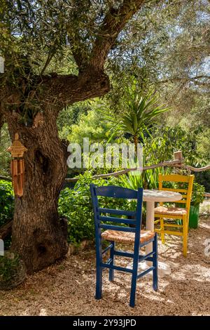 Table et chaises colorées à l'ombre d'un vieil olivier dans une taverne à Agalas, Zakynthos, Grèce Banque D'Images