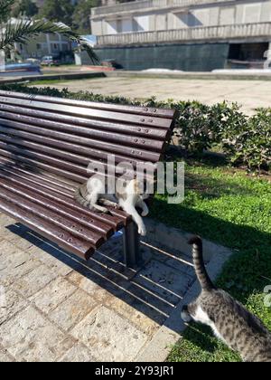 Chats de rue s'amusant et profite d'une sieste ensoleillée sur un banc en bois dans un parc urbain paisible, avec une végétation luxuriante et des bâtiments en arrière-plan. Banque D'Images