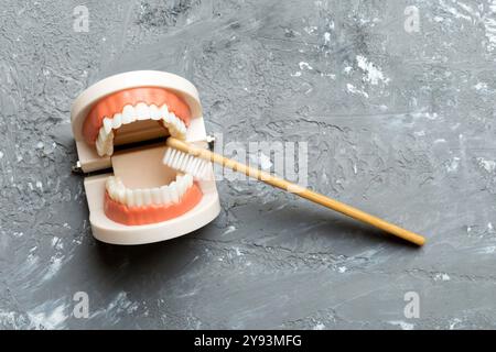 Modèle gros plan d'une mâchoire humaine avec dents blanches et brosse à dents. Photo conceptuelle de la dentisterie. Dentisterie prothétique. Fausse teet vue de dessus avec espace de copie. Banque D'Images