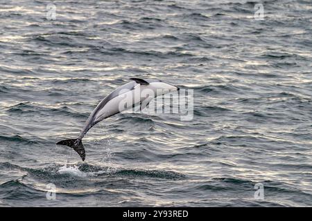 Un groupe de dauphins du Pacifique à flancs blancs (Lagenorhynchus obliquidens) sautant et faisant surface dans le détroit de Johnstone, Colombie-Britannique, Canada, Amérique du Nord Banque D'Images